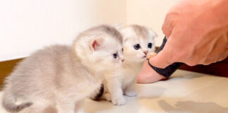 離乳食を食べる子猫