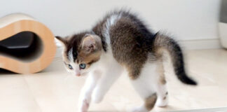 やんのかステップする子猫