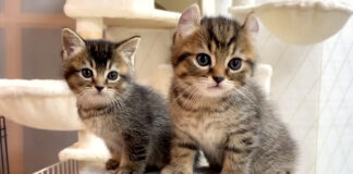 子猫達のご褒美くれ圧