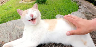 撫でられる猫