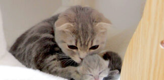 子猫を毛づくろいする母猫