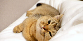 一緒に眠る猫