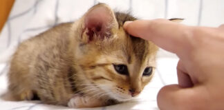 撫でられる子猫