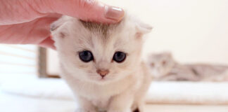 お礼を言いに来た子猫