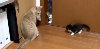子猫達を見守る先住猫