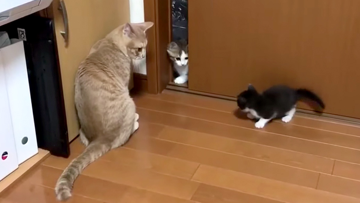 子猫達を見守る先住猫