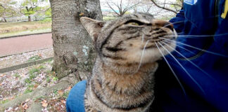 膝の上の猫