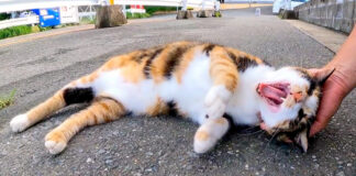 撫でられる猫