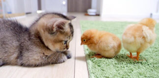 ヒヨコと子猫