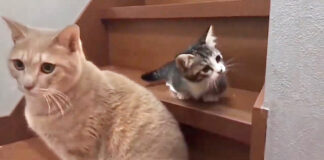 階段を下りられた子猫