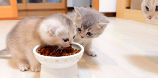 初めてカリカリを食べる子猫
