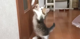 マンチ立ちする子猫