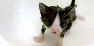 お風呂に入る子猫