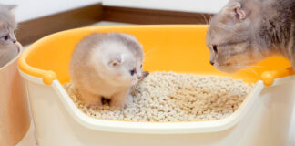 トイレの練習をする子猫