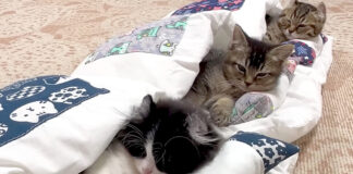布団に入る子猫達
