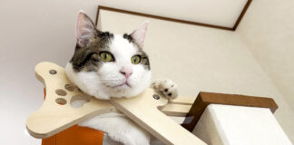 ハンモックでくつろぐ猫