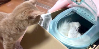 子猫が気になる猫