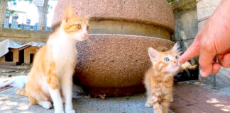 出迎えてくれた子猫