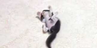 ひとり稽古する子猫
