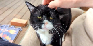 撫でられる猫
