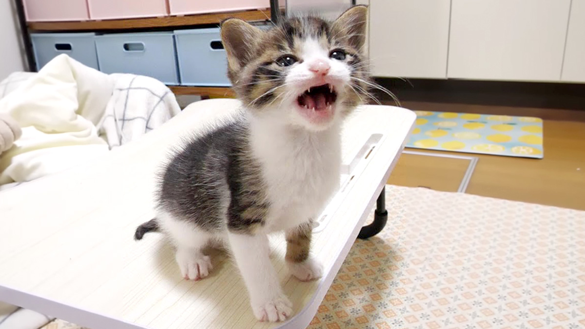 吠える子猫