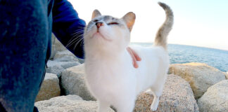 撫でられる猫