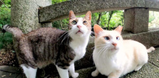 神社で出迎えてくれた猫達