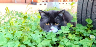 草の中に入る猫