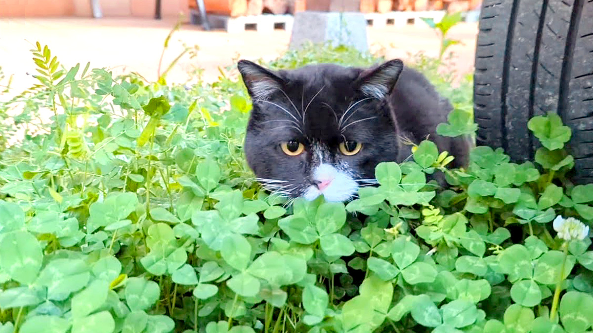 草の中に入る猫