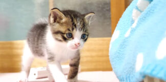 友達を見つけた子猫
