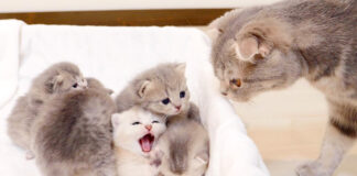 母猫にかまって欲しい子猫達