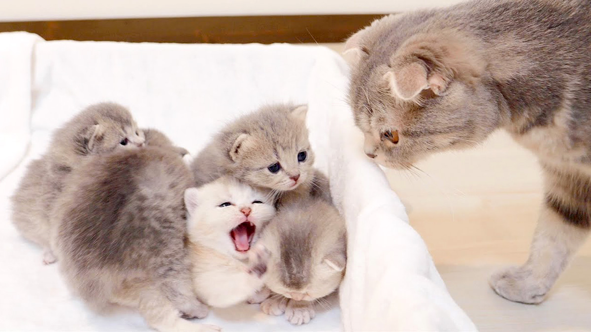 母猫にいっぱいかまって欲しい子猫達のとっても可愛い猛アピールに