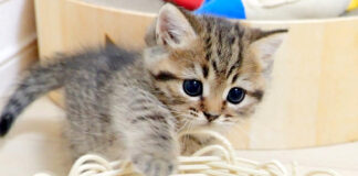 カゴ好きの子猫