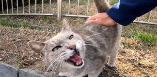 撫でられる猫