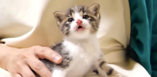 膝の上の子猫