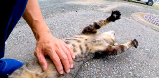 ヘソ天姿で撫でられる猫