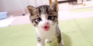 ミルクが待ちきれない子猫