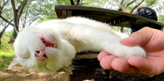 モフモフされた爆睡する猫
