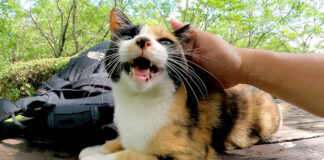 撫でられる猫