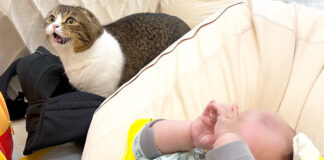 赤ちゃんが気になる猫