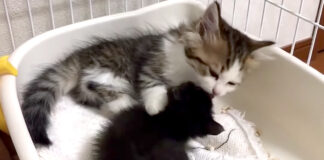 赤ちゃん猫を舐める子猫