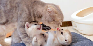 子猫を寝かしつける母猫