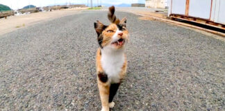 猫島で挨拶してきた猫