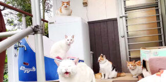 雨宿りする猫の家族