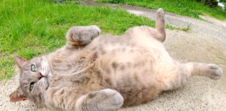 大きなお腹を惜しげもなく披露する猫