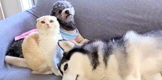 お留守番する子猫と犬達