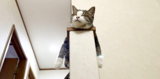 くつろぐ猫