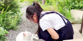 お喋りする庭子猫