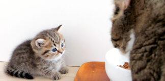 父猫に甘えたい子猫