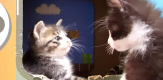初対面した子猫達